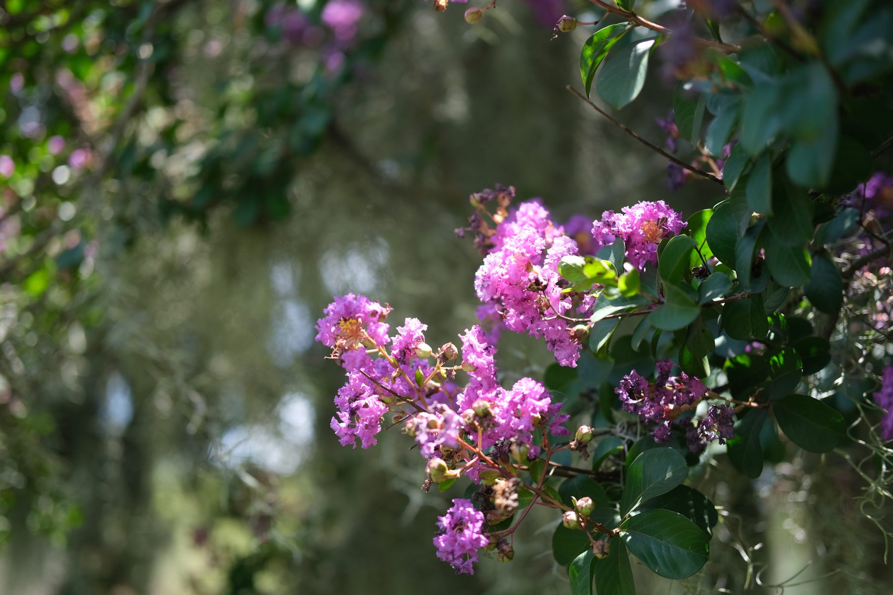 Blooming crepe myrtle, Lowcountry landscape