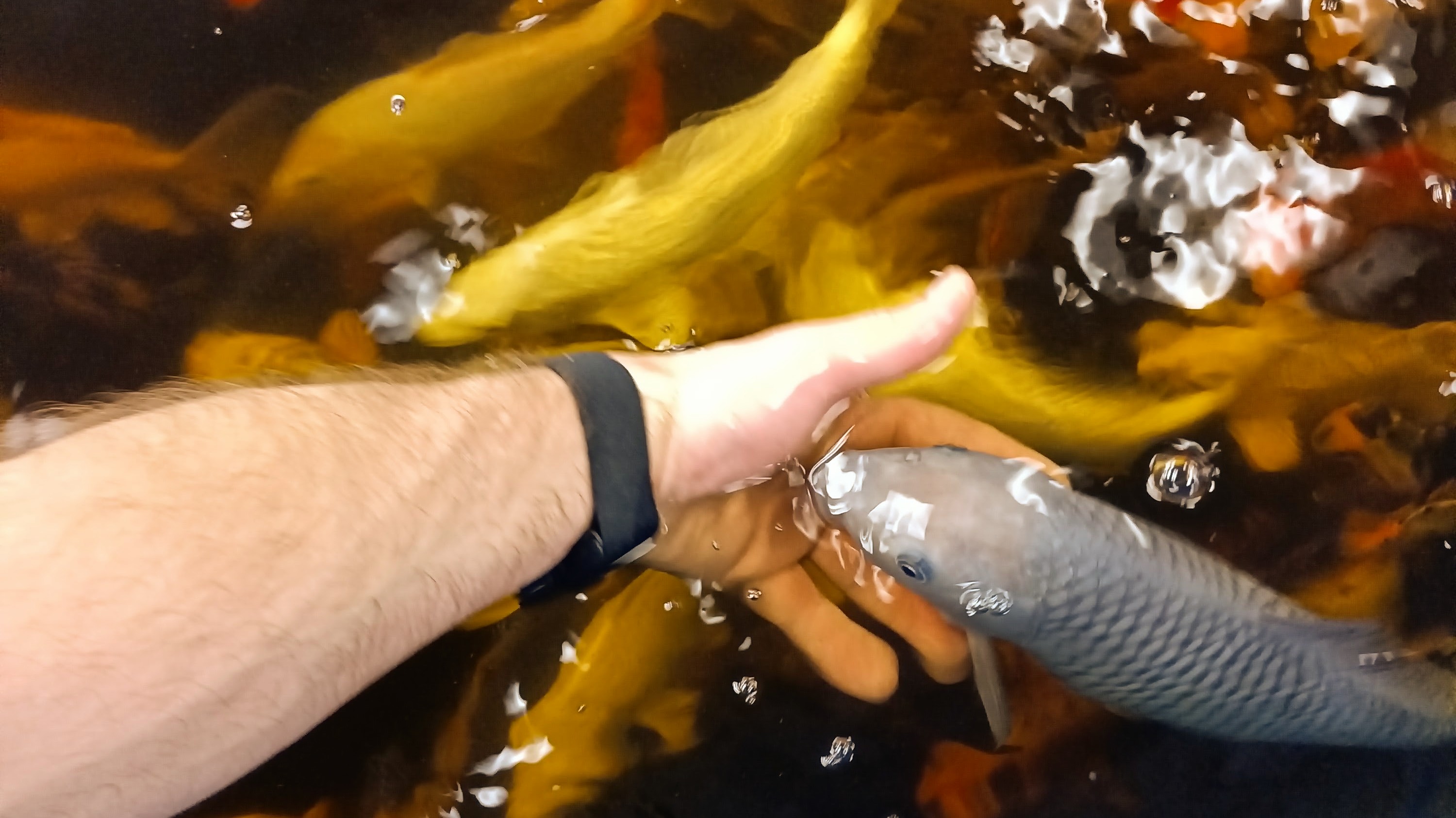 Hand feeding koi in a maintained pond