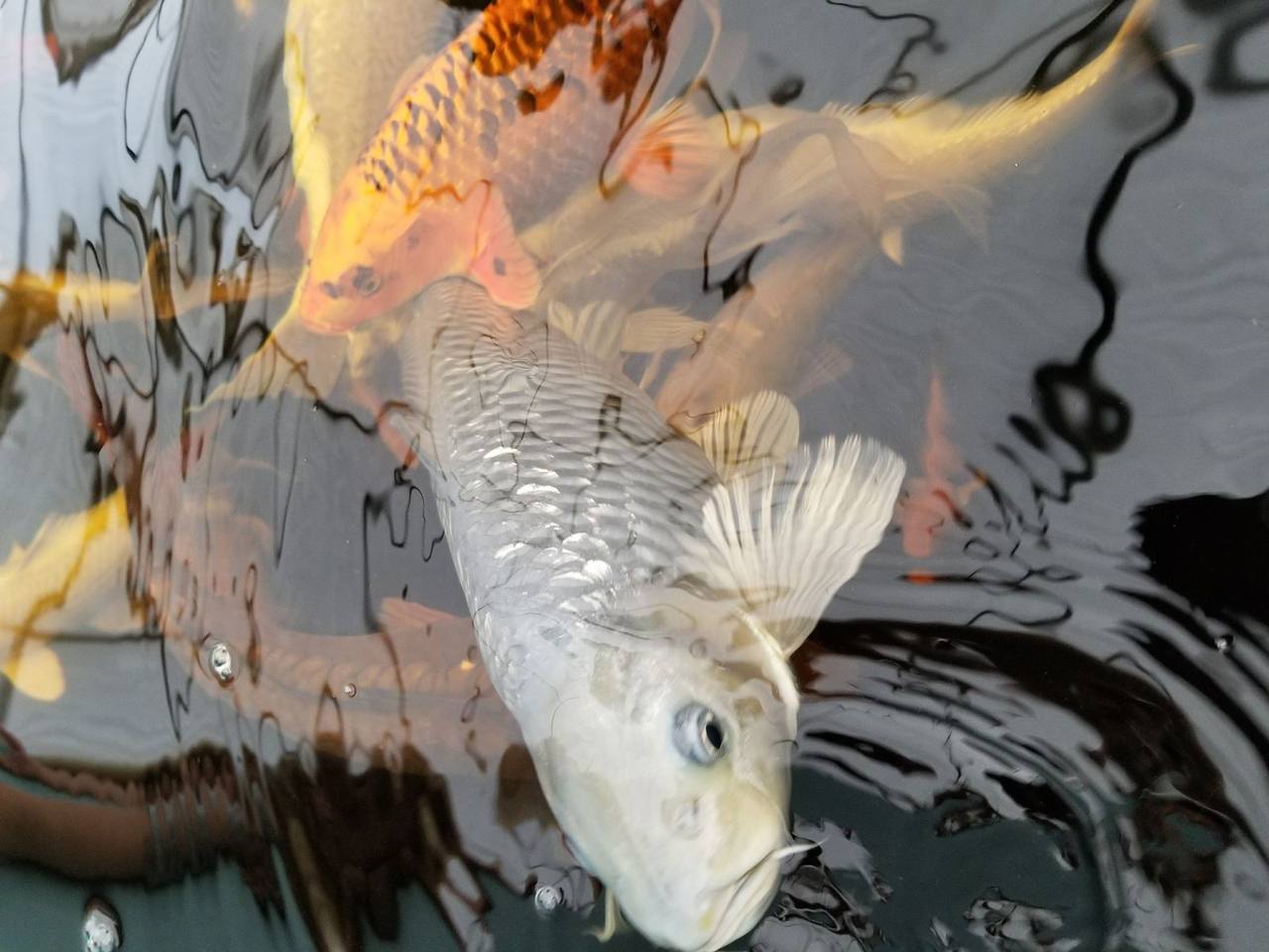 Koi close-up at the surface