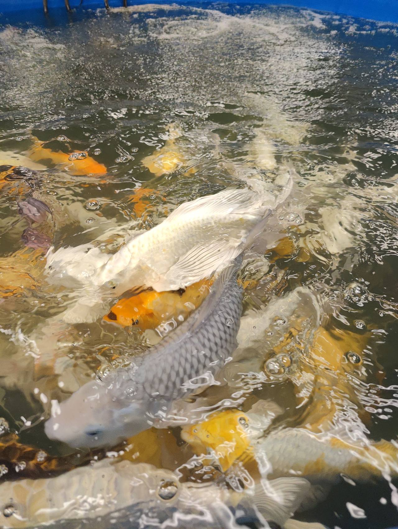 Koi feeding close-up