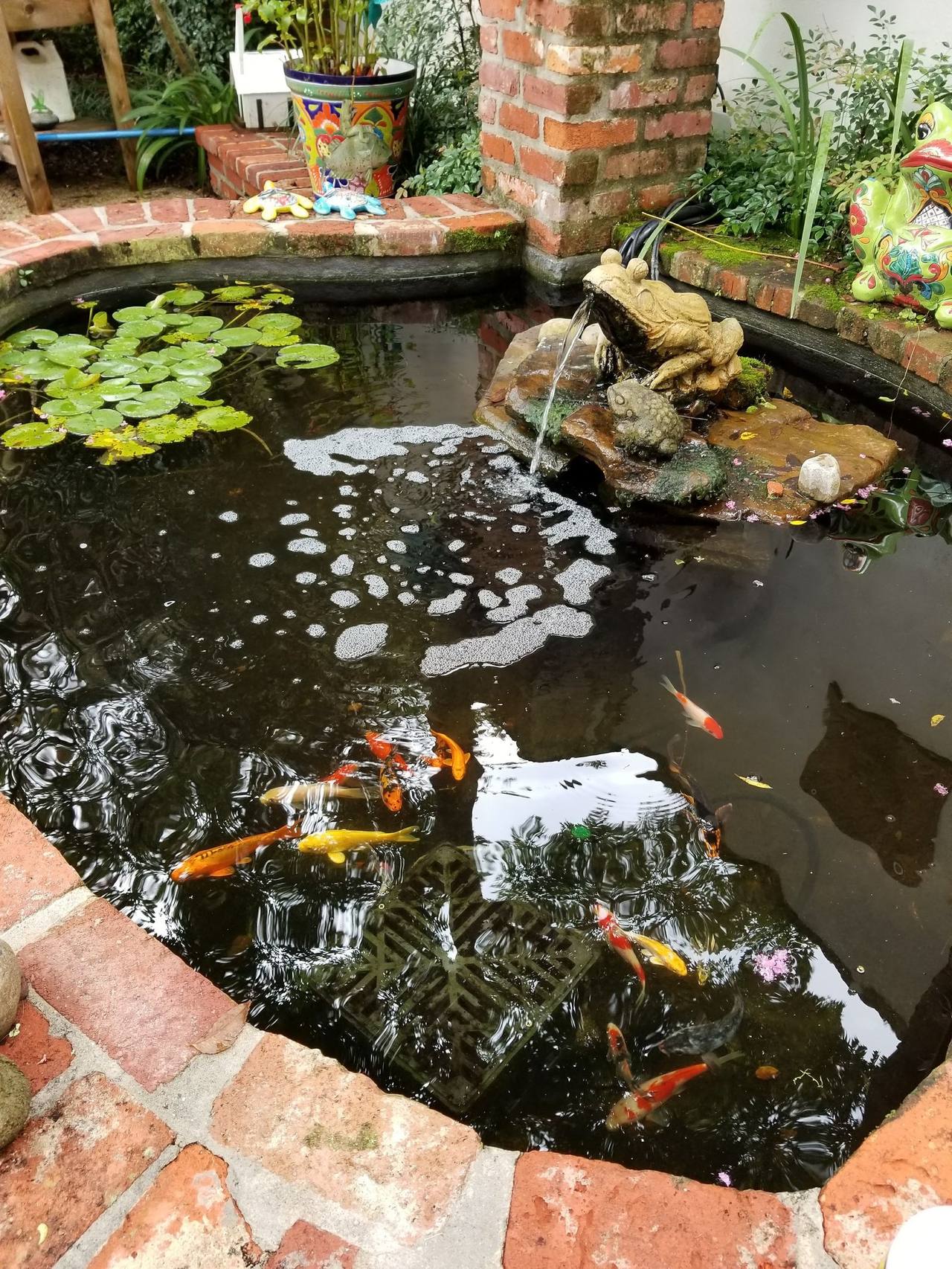 Koi pond with lily pads