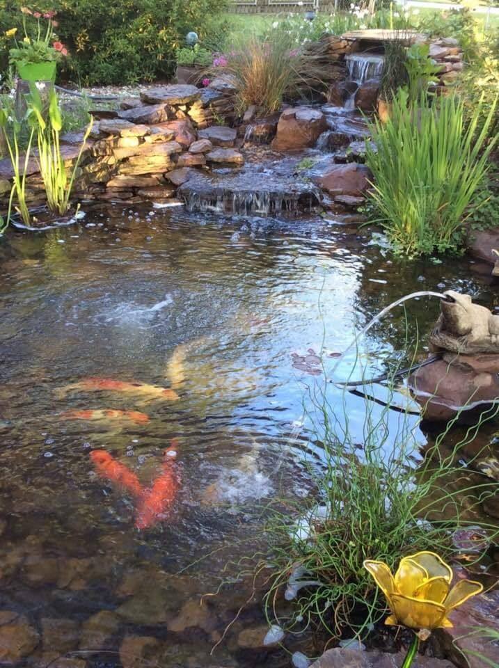 Koi pond at morning feeding