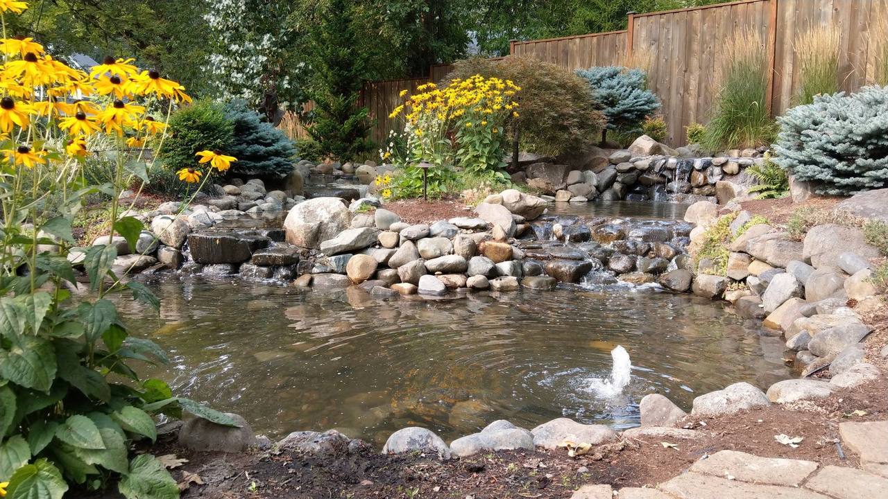 Koi pond with black-eyed susans