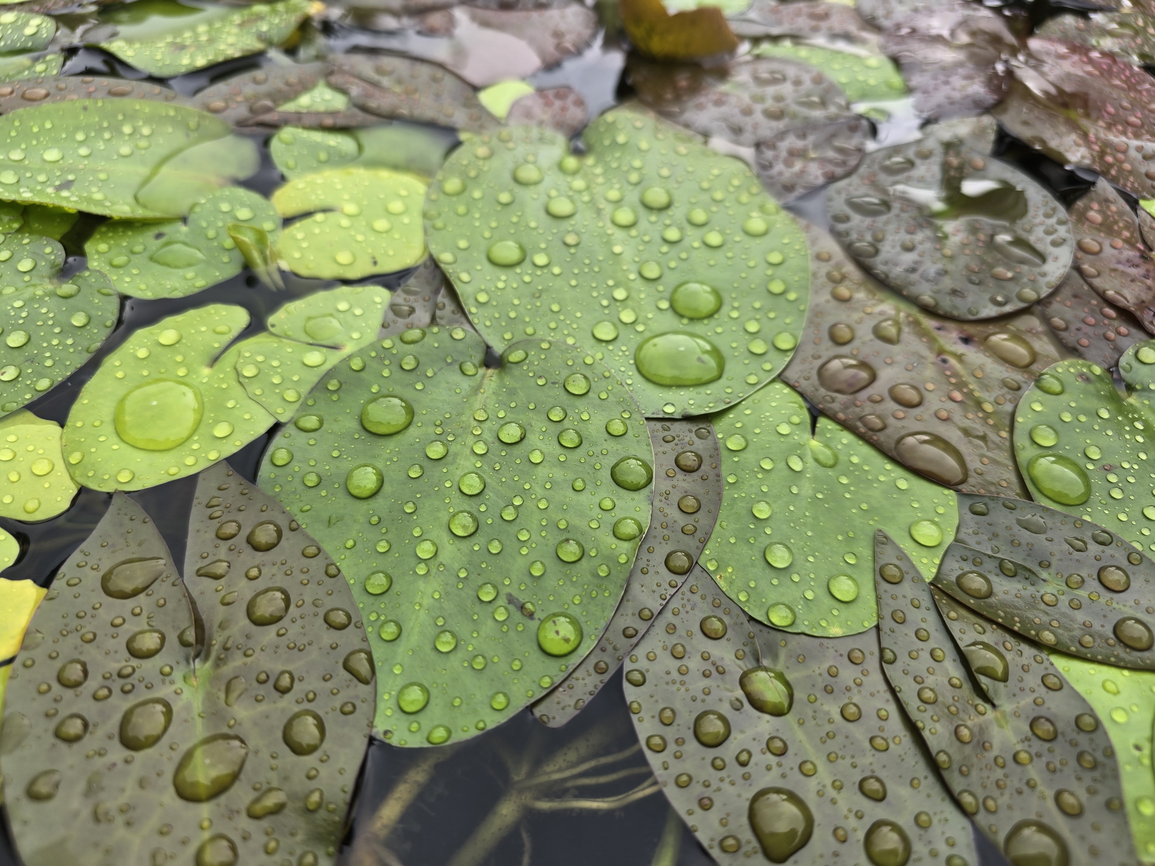 Close-up of lily pads with water droplets
