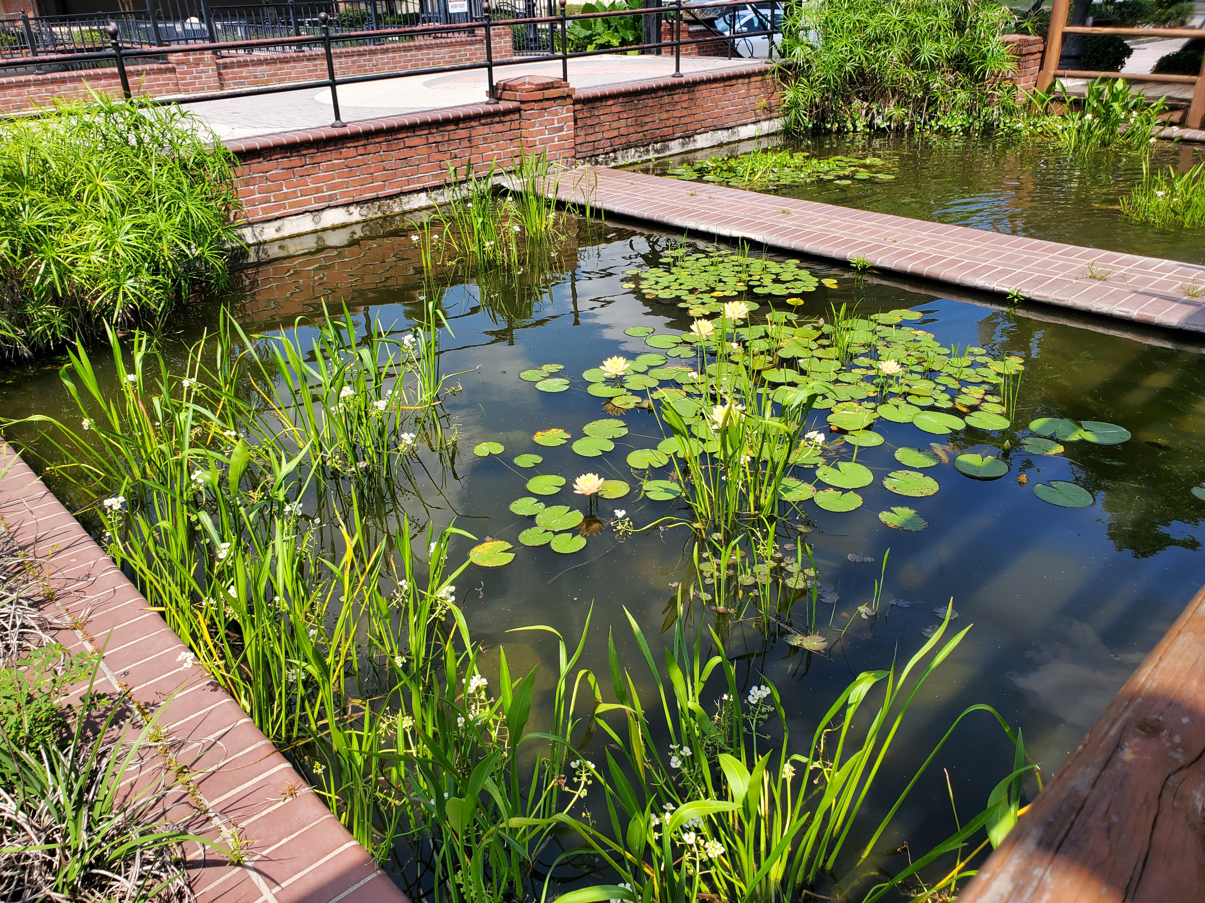 Water garden with lily pads and reeds beside a brick walkway