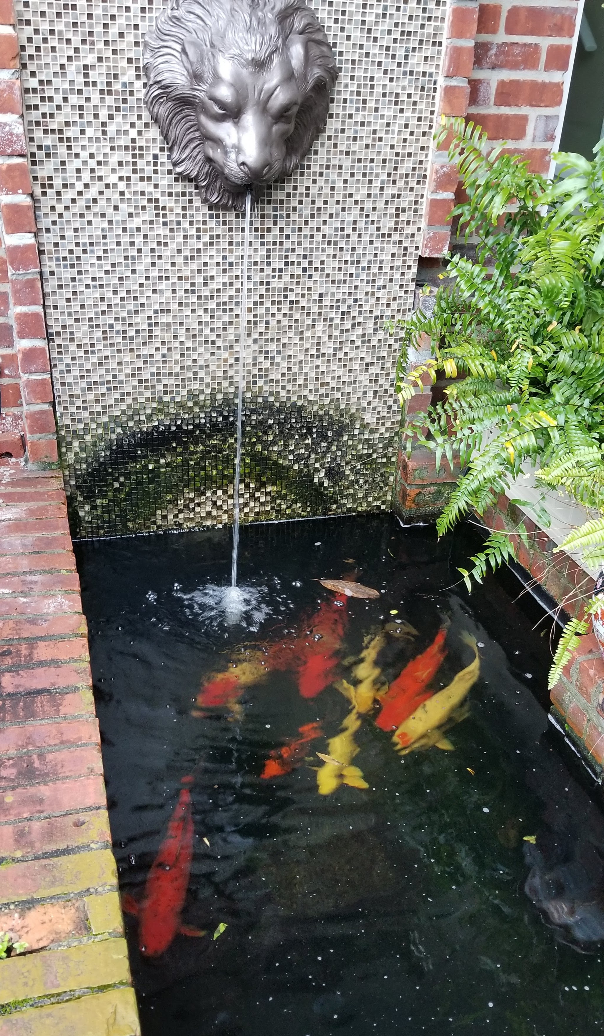 Lion's-head wall fountain feeding a koi pond