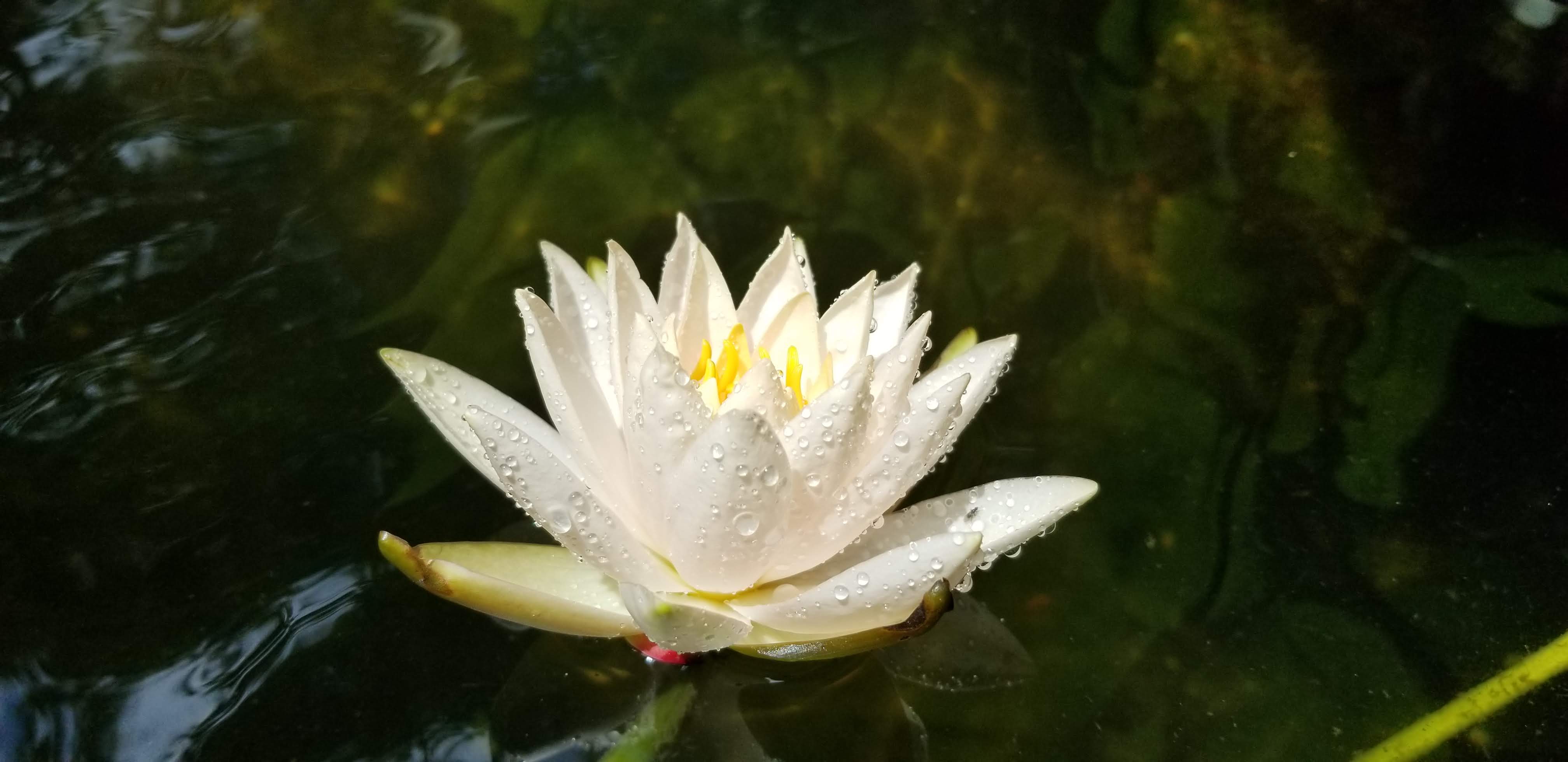 White water lily bloom close-up
