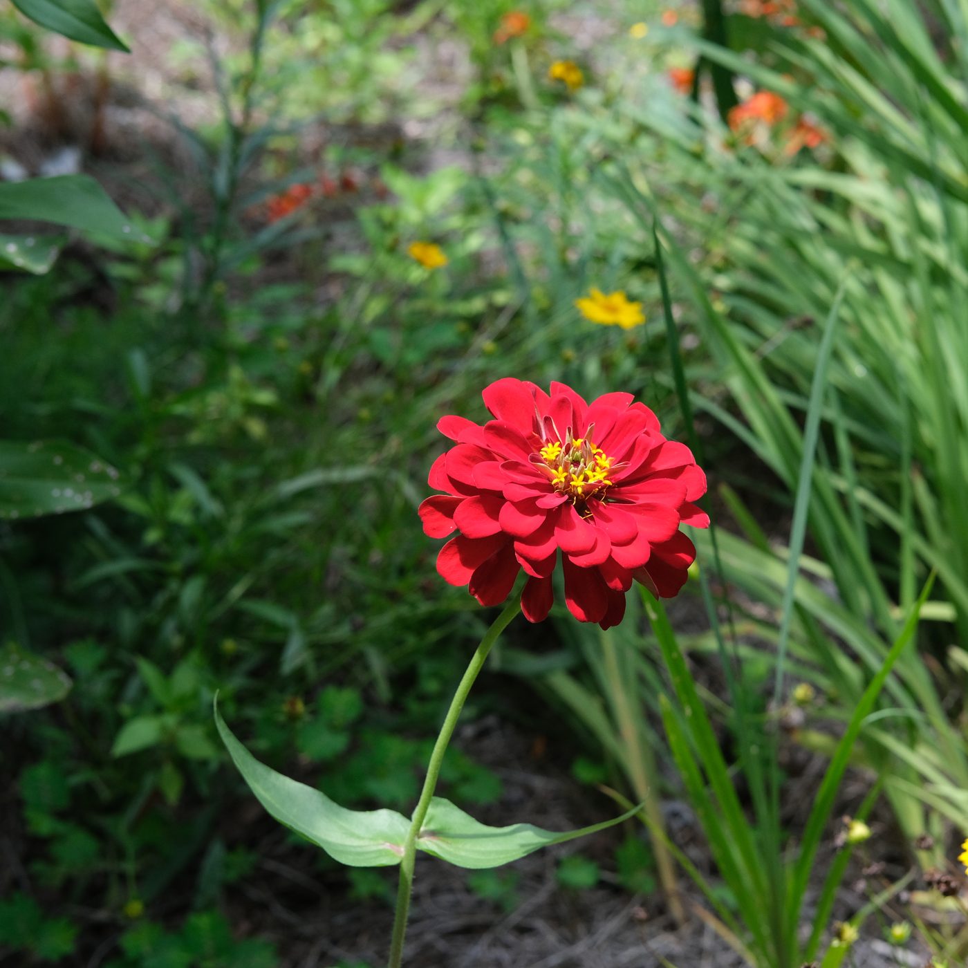 Zinnia and native plantings in a Lowcountry garden bed